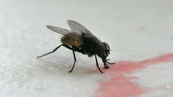 Fliegenlarven für die Abfallverwertung