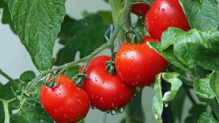 Paradajka si poradí s baktériou brušného týfusu