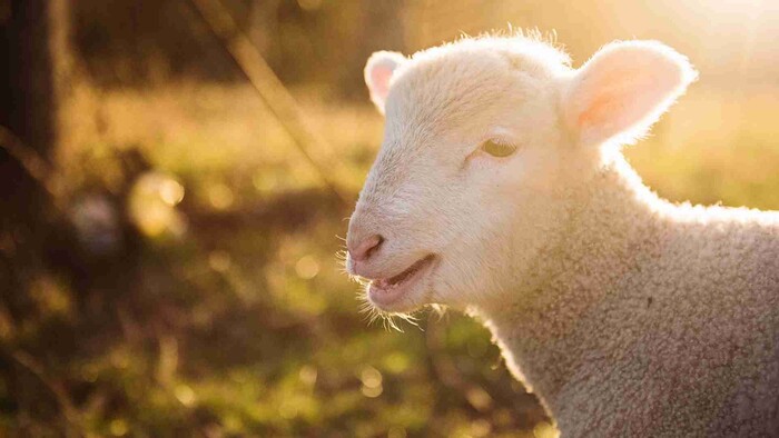 Farmári začali so spoločným predajom zvierat