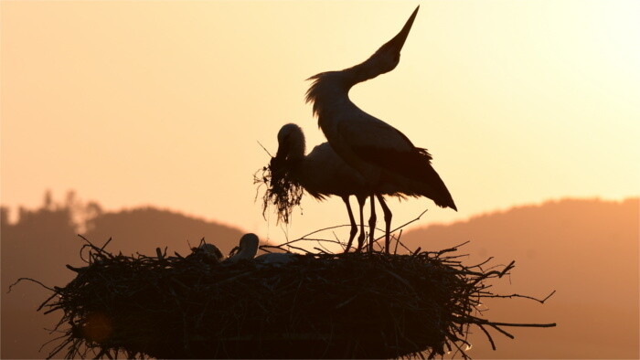 Internationaler Vogel-Tag diesmal am Ostermontag