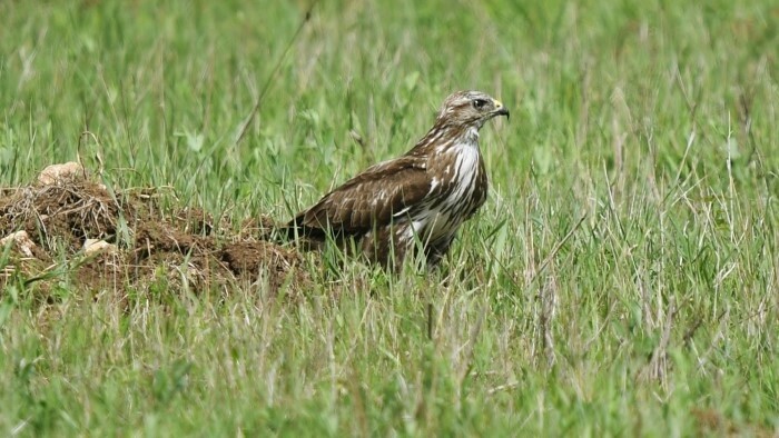 Migration des oiseaux en Slovaquie