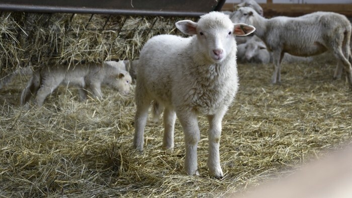 La carne de cordero eslovaca llega a las tiendas en mayores volúmenes cada año