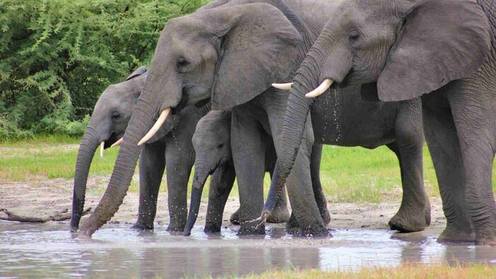 Botswana pošle Nemecku 20 tisíc slonov