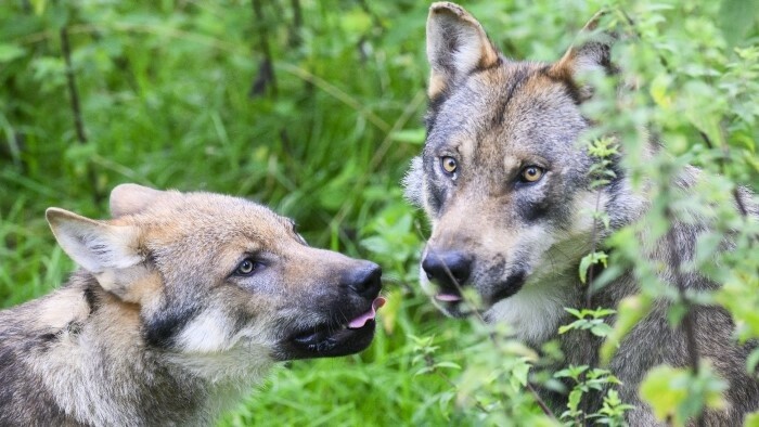 Le gouvernement sur le tir d’animaux sauvages