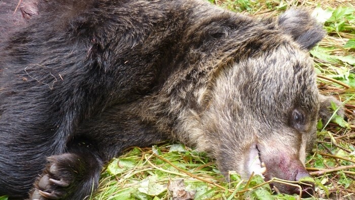 Odstrelom problémového medveďa sa bude zaoberať enviropolícia