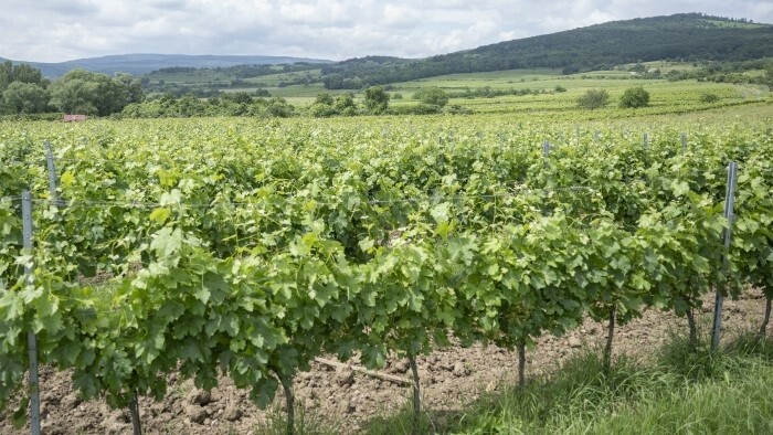 Slovak winemakers head to the fields early