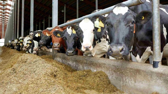 Deň otvorených dverí na mliečnych farmách