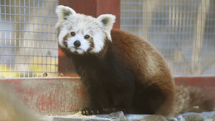 Pandy červené v bratislavskej ZOO
