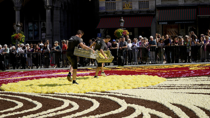 Belgium_Flower_Carpet635619065926.jpg