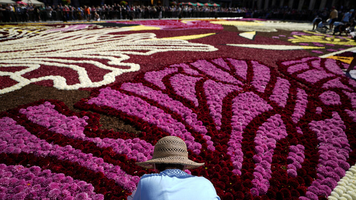 Belgium_Flower_Carpet635623065923.jpg