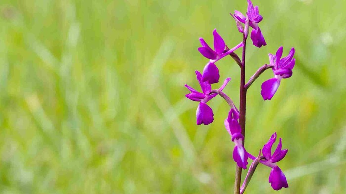Divoké orchidey na Slovensku