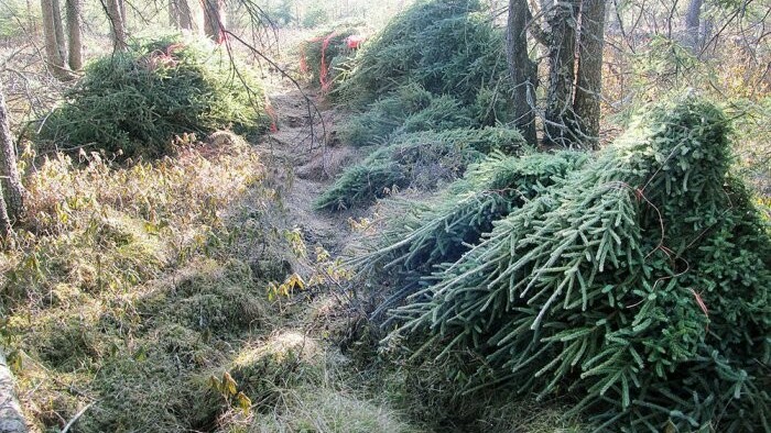 Mon beau sapin, roi des forêts