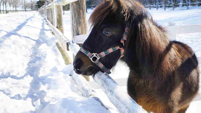Zvieratá v zoo cez zimu