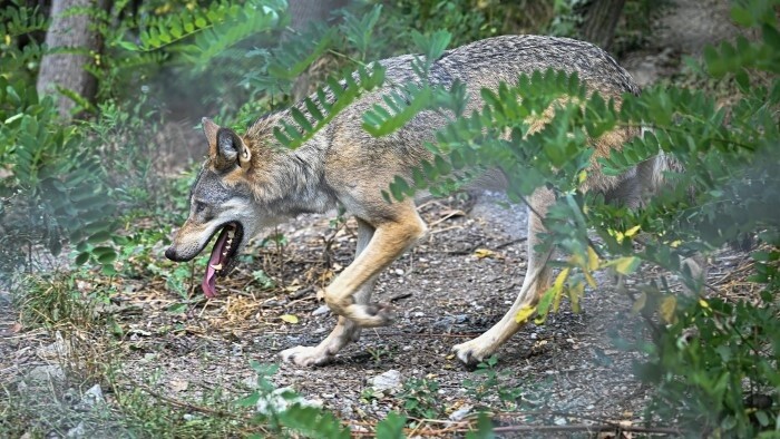 Los daños causados por los lobos se han triplicado en los últimos años