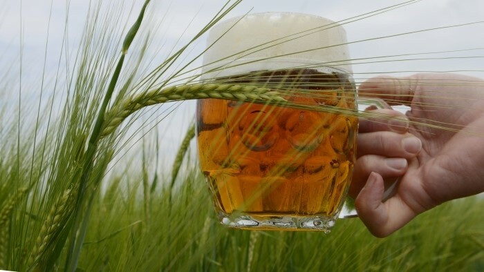 Las malterías eslovacas consumieron más de 370.000 toneladas de cebada