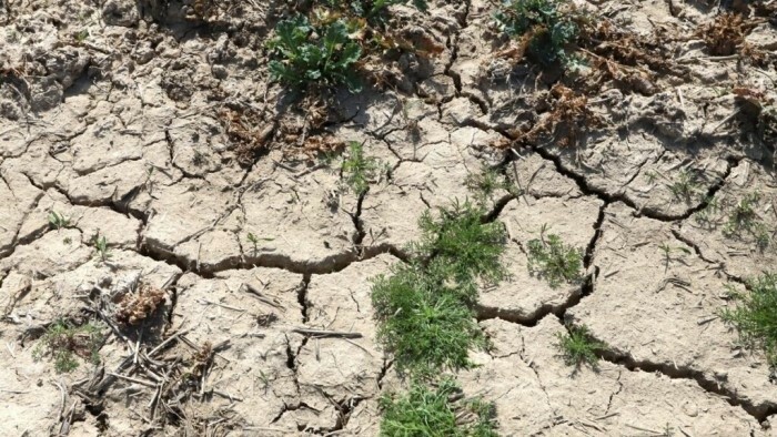 El déficit de humedad está afectando al crecimiento de varios cultivos