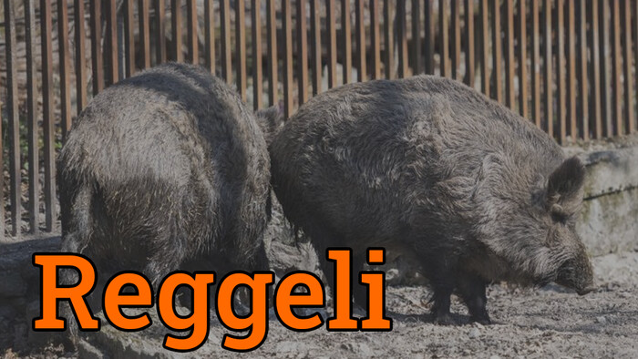 A sertéspestis megállíthatatlannak tűnik