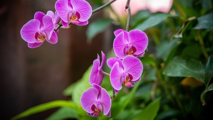 Výstava orchideí v košickej botanickej záhrade