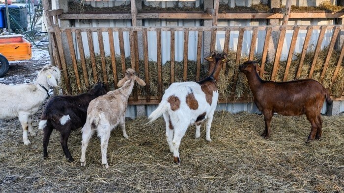La Administración Estatal Veterinaria ha ordenado la inspección en busca de fiebre aftosa en la frontera húngara