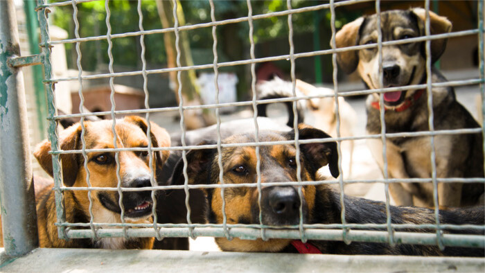 Tierschutzorganisation Sloboda zvierat bilanziert das Jahr 2024