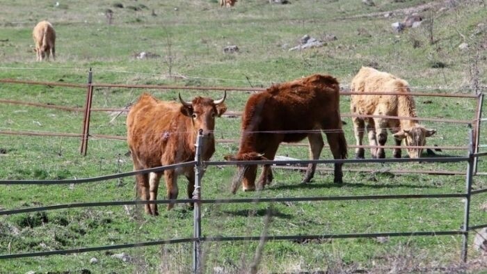 Gov’t steps up measures for foot-and-mouth disease
