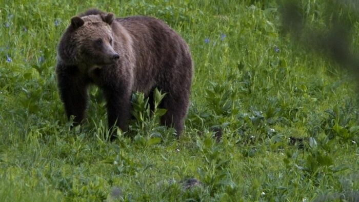 Environment Minister: state of emergency over bear situation necessary