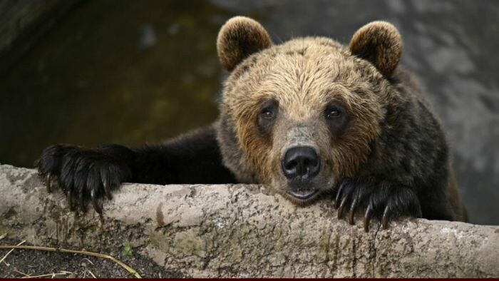 Emergency situation due to bears