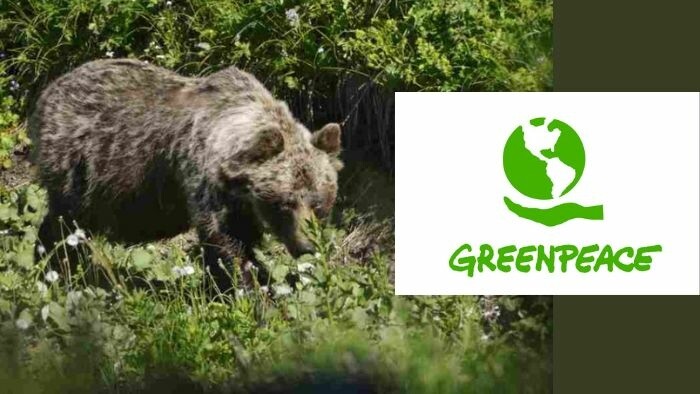 Greenpeace calls on government to halt plan to cull 350 bears