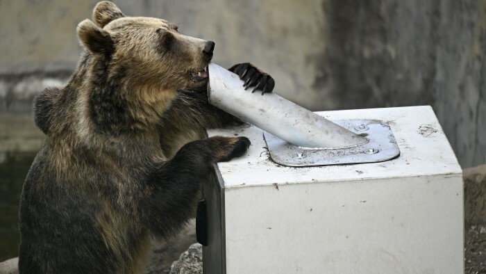 Ours : situation d'urgence en Slovaquie