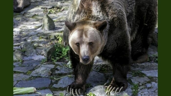 Slovak Armed Forces: Analysis underway for bear movement monitoring requirements