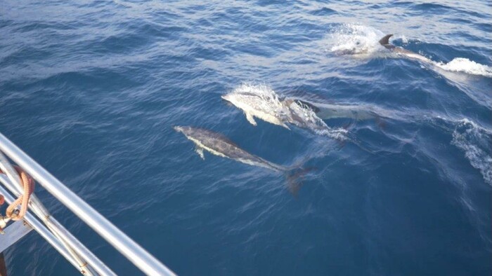 madeira_porvaznik_3_delfiny.jpg