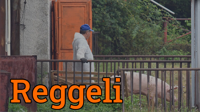 A száj- és körömfájás után most a sertéspestis ütötte fel a fejét
