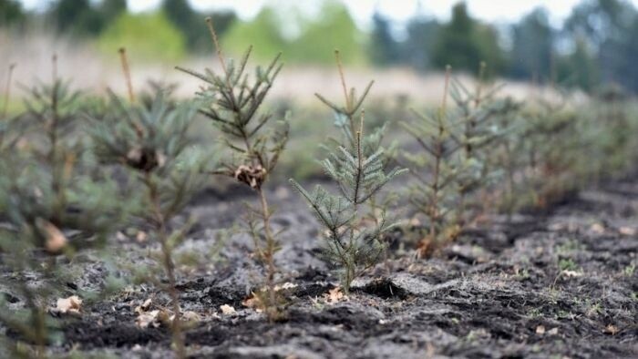 Volunteers plant 10,500 trees in Low Tatras to set new record