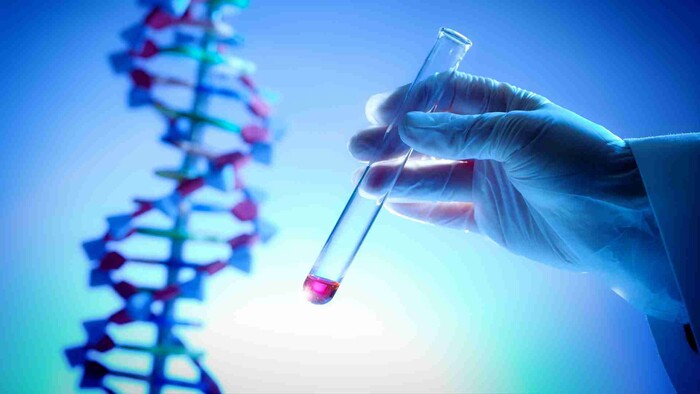 Úpravou genetiky proti vírusu u ošípaných
