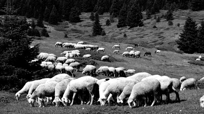 Tradičné slovenské salašníctvo. Vďačíme zaň migrantom z východných Karpát?