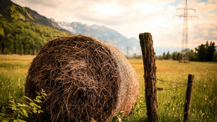 O liečivej sile prírody s klinickou aromaterapeutkou | Zdravá krajina