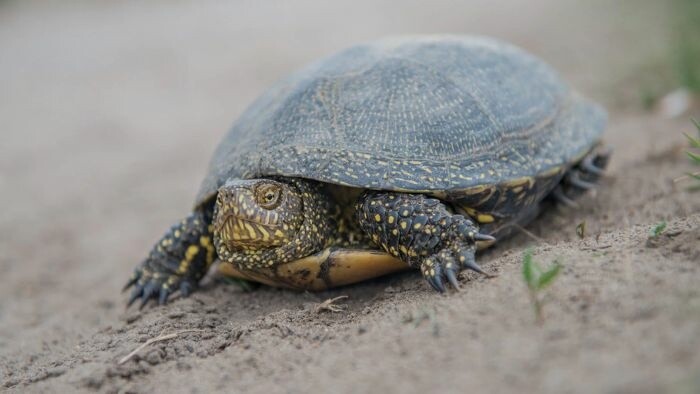 Biodiversity: Every species counts