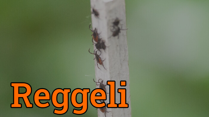 Javában tart a kullancsszezon, mire figyeljünk oda?
