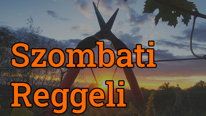 A bodrogközi szőlőtermesztés jelene