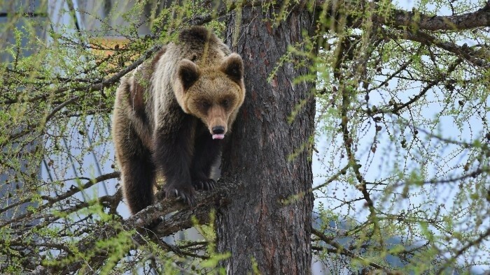 Synantropnú medvedicu odlovili