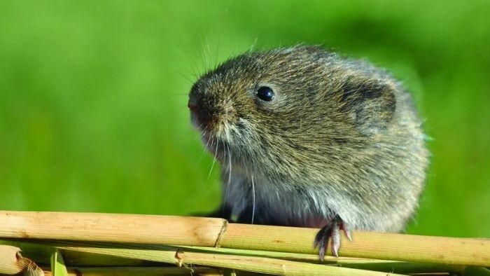 The root vole: When helping one species can help the whole ecosystem