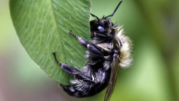 Klimatické zmeny negatívne zasahujú do života voľne žijúcich včiel
