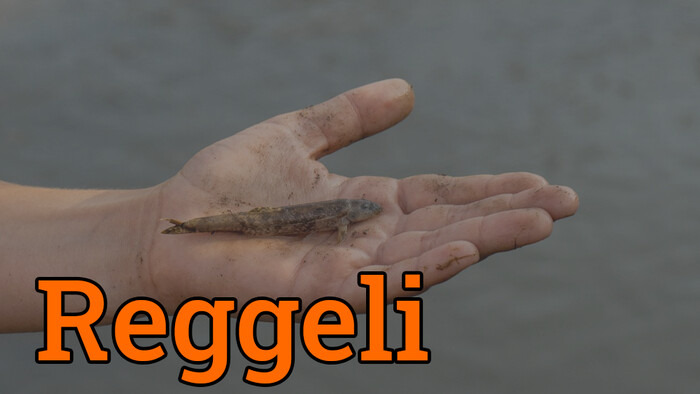 Pusztul az élővilág a Kis-Küküllőben, miközben a felelősök hallgatnak