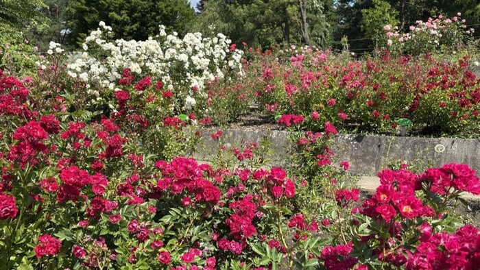 Arborétum Borova hora 