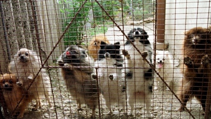 Staat will Tierquälerei in der Slowakei stoppen