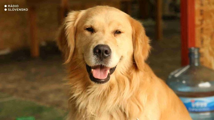Retriever