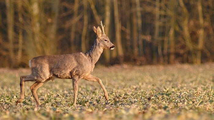 Übermäßige Wildbestände verursachen Millionenschäden
