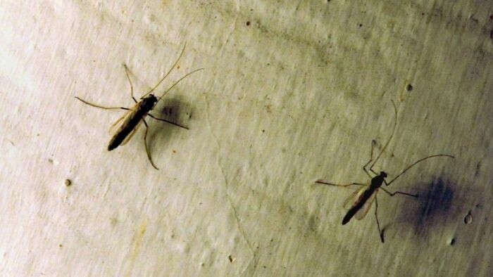 Scientists resume nationwide mosquito virus monitoring