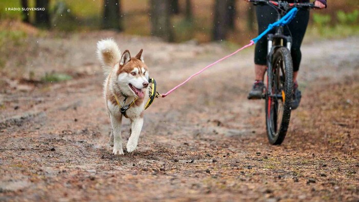Aby pes vydržal bežať pri bicykli