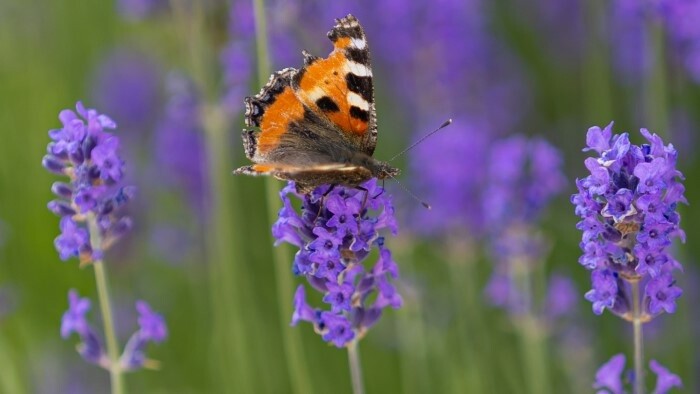 Disparition des papillons